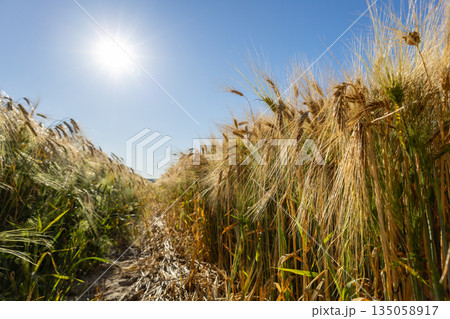 Lush green wheat crops sway gently in the wind, reaching for the vibrant blue sky as sunlight bathes the field in warmth Lush green wheat crops sway gently in the wind, reaching for the vibrant blue sky as sunlight bathes the field in warmth 135058917