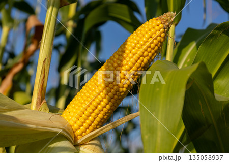 Golden corn cob stands proudly amidst lush green stalks, signaling the height of the harvest season. Sunlight bathes the field in warmth 135058937