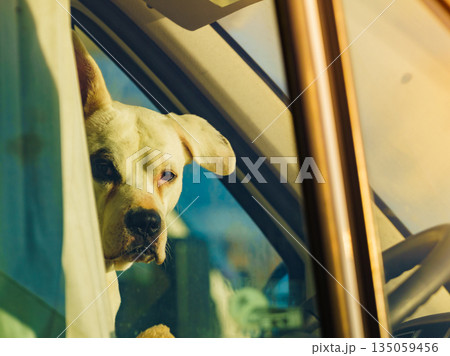 Dog inside camper car Dog inside camper car 135059456