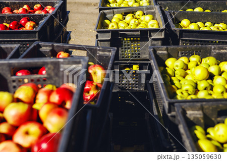 Harvested Sunlit Apples in Baskets Awaiting Cider Production on Sunny Day 135059630