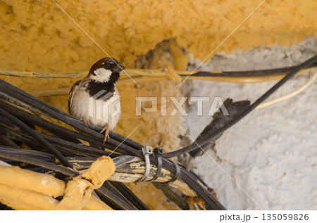 Male house sparrow. Male house sparrow. 135059826