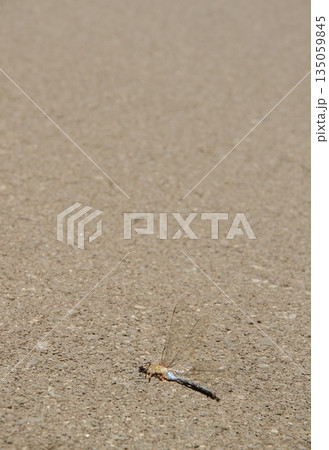 Emperor dragonfly run over. Emperor dragonfly run over. 135059845