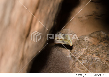 Chick of Cory's shearwater. 135059849