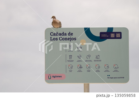 Collared dove on an information sign. Collared dove on an information sign. 135059858