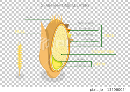 3D Isometric Flat  Illustration of Grain Anatomy, Bran, Endosperm, Germ, And Hull 135060034