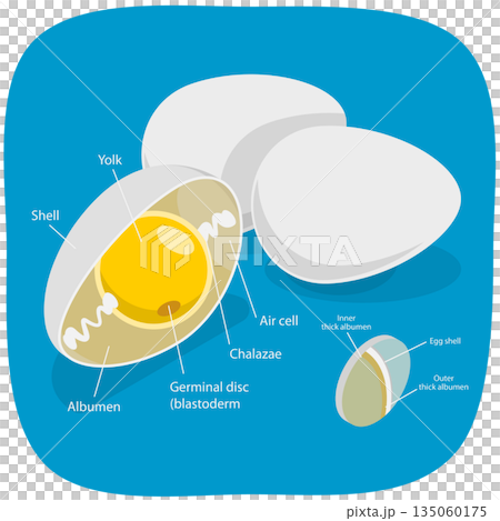 3D Isometric Flat  Illustration of Chicken Egg , Education Diagram 135060175