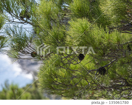 Panoramic view of the sea from a rocky hillside with pine trees under a clear blue summer sky Panoramic view of the sea from a rocky hillside with pine trees under a clear blue summer sky 135061780
