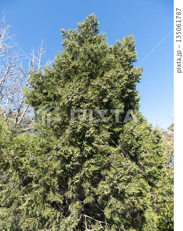 Thuja tree with ripe cones against a clear blue sky, lush green foliage, summer nature scene 135061787