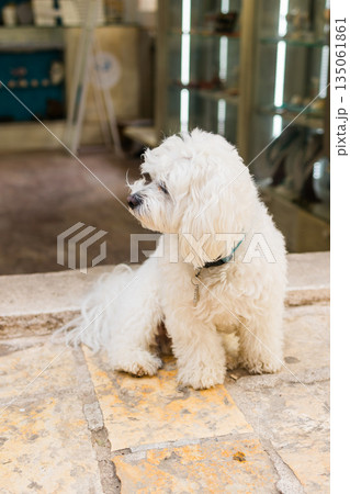 Fluffy white dog resting near shop entrance on warm stone floor. Calm pet moment, cozy urban atmosphere, and friendly local charm. Fluffy white dog resting near shop entrance on warm stone floor. Calm pet moment, cozy urban atmosphere, and friendly local charm. 135061861