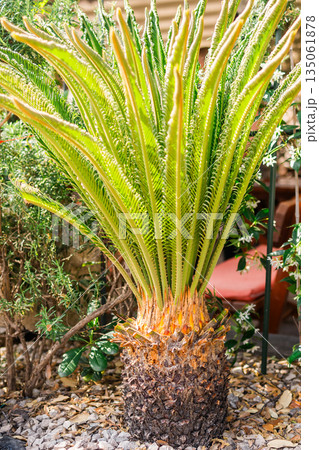 Young sago palm in ornamental garden bed. Exotic foliage, tropical landscaping, and decorative greenery for Mediterranean settings. Young sago palm in ornamental garden bed. Exotic foliage, tropical landscaping, and decorative greenery for Mediterranean settings. 135061878