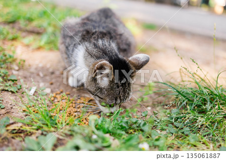 Stray cat eating kibble on the ground. Outdoor care, animal kindness, and street pet feeding in urban park area. 135061887