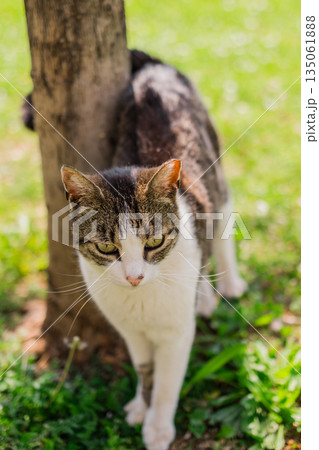 Tabby cat brushing against tree on sunny grass. Outdoor calmness, feline behavior, and peaceful summer mood in nature. Tabby cat brushing against tree on sunny grass. Outdoor calmness, feline behavior, and peaceful summer mood in nature. 135061888