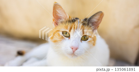 Close-up of calico cat resting on stone surface in soft natural light, banner. Domestic pet, calm expression, and peaceful outdoor moment. 135061891