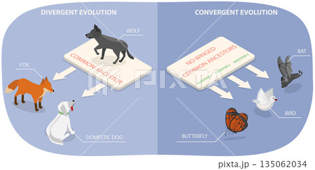3D Isometric Flat  Illustration of Evolution of Life, Outline Diagram of Divergent And Convergent Evolution In Ancestors Development 135062034