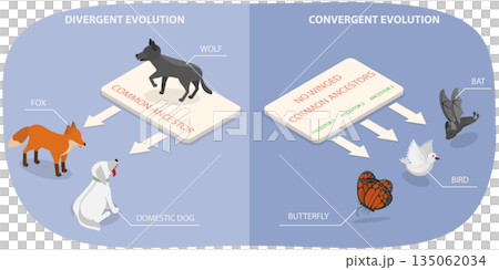 3D Isometric Flat  Illustration of Evolution of Life, Outline Diagram of Divergent And Convergent Evolution In Ancestors Development 135062034