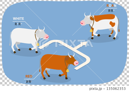 3D Isometric Flat Illustration of Codominance, Diagram Outlining Inheritance Of Heterozygote Expression With Co-Dominant Alleles 3D Isometric Flat Illustration of Codominance, Diagram Outlining Inheritance Of Heterozygote Expression With Co-Dominant Alleles 135062353