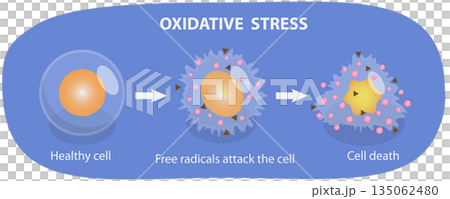 3D Isometric Flat Illustration of Oxidative Stress, From Healthy Cell To Cell Death, The Impact On Cellular Function 3D Isometric Flat Illustration of Oxidative Stress, From Healthy Cell To Cell Death, The Impact On Cellular Function 135062480