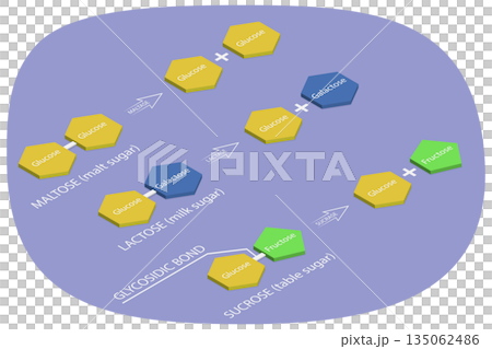 3D Isometric Flat Illustration of Disaccharides Digestion, Body Process Of Breaking Down Complex Sugars Into Simple Ones 3D Isometric Flat Illustration of Disaccharides Digestion, Body Process Of Breaking Down Complex Sugars Into Simple Ones 135062486