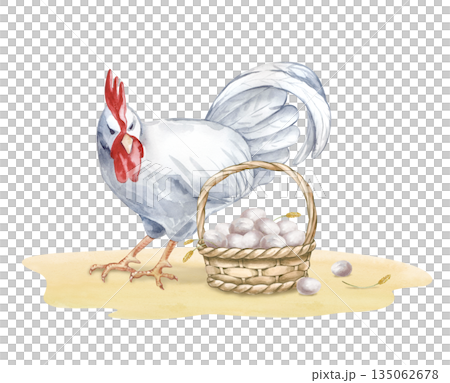 A white rooster expressively looks at a wicker basket with eggs. Watercolor illustration on an isolated background. Realistic poultry yard scene for eco-friendly product design and farming themes. 135062678