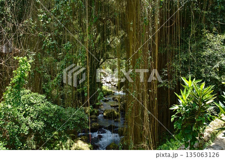 View into the rainforest and a on a stream near Gunung Kawi temple View into the rainforest and a on a stream near Gunung Kawi temple 135063126