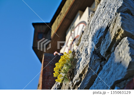 Flower at the wall and the clocktower of Graz, the town's landmark, in the background 135063129