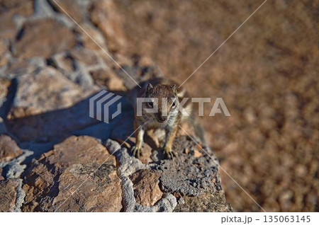 Canary Squirrel sitting on a wall on Fuerteventura 135063145