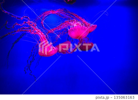Jellyfish in an aquarium with pink light Jellyfish in an aquarium with pink light 135063163