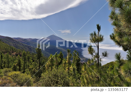 View on the Teide along the road through the pine forest View on the Teide along the road through the pine forest 135063177