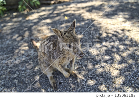Australian Wallabie on a stone surface wanting something to eat 135063188