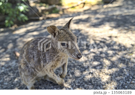 Australian Wallabie on a stone surface wanting something to eat Australian Wallabie on a stone surface wanting something to eat 135063189