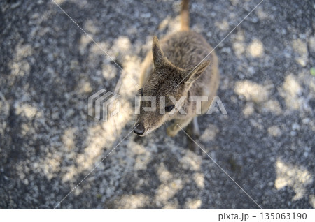 Australian Wallabie on a stone surface wanting something to eat Australian Wallabie on a stone surface wanting something to eat 135063190