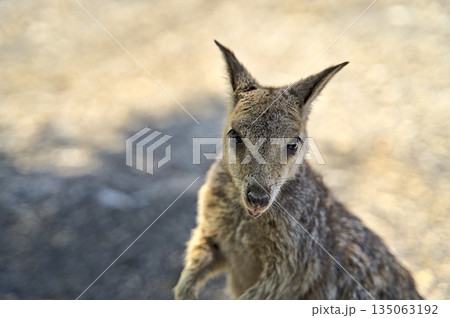 Australian Wallabie on a stone surface wanting something to eat 135063192