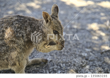 Australian Wallabie on a stone surface wanting something to eat 135063193