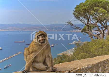 A monkey sitting on a concrete wall on Gibraltar Rock 135063675