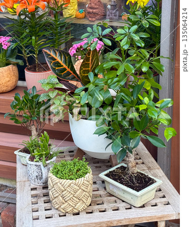 Potted plants and flowers outside a small local shop. Urban greenery, daily life, and connection with nature through decorative details. 135064214