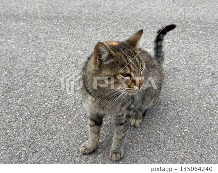 Stray tabby cat sitting on gray asphalt looking sideways. Urban environment, soft light, and natural feline posture. Stray tabby cat sitting on gray asphalt looking sideways. Urban environment, soft light, and natural feline posture. 135064240