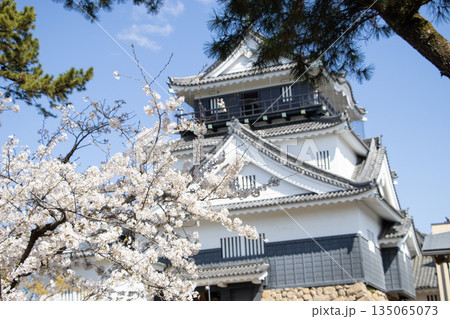 岡崎城 桜 岡崎城 桜 135065073