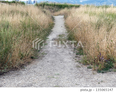 Field with green grass and a small path, with high-rise buildings visible on the horizon, combining natural landscape and urban development 135065147
