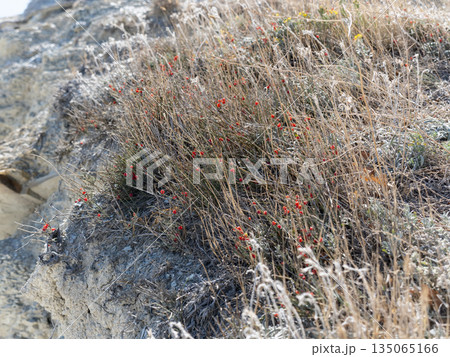 Small red berries growing on a tree branch in the forest, natural woodland vegetation 135065166