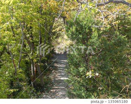 Narrow passage between trees in dense forest vegetation, forming a natural green corridor 135065180