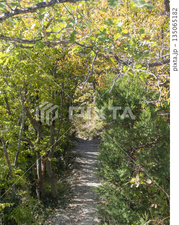 Narrow passage between trees in dense forest vegetation, forming a natural green corridor 135065182