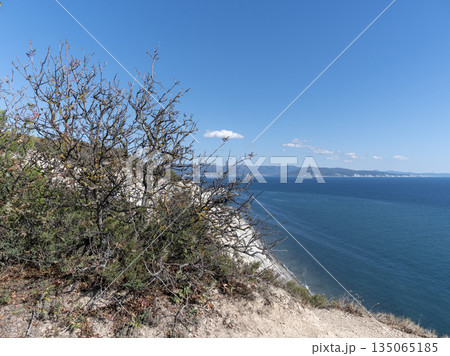 Dry trees with bare branches on a rocky hillside under blue sky. Natural arid landscape Dry trees with bare branches on a rocky hillside under blue sky. Natural arid landscape 135065185