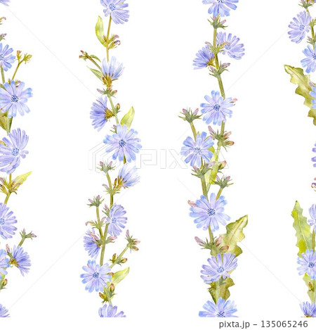 Seamless pattern with pastel blue flowers chicory, stems and leaves, watercolor illustration on isolated background. Source of decaffeinated drink for healthy eating and vegan diet. Seamless pattern with pastel blue flowers chicory, stems and leaves, watercolor illustration on isolated background. Source of decaffeinated drink for healthy eating and vegan diet. 135065246
