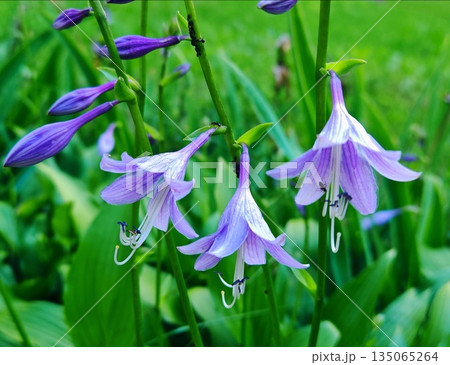Blooming purple bell-shaped flowers on green stems in garden setting. Opening delicate tubular purple blooms hanging from tall stalks while attracting small ants among lush green foliage in natural da 135065264