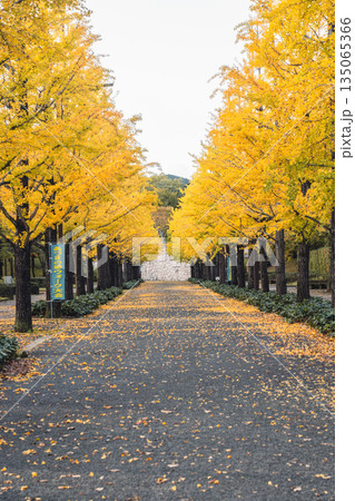 あづま総合運動公園のイチョウと落ち葉の小径 135065366