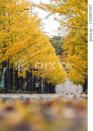 あづま総合運動公園のイチョウと落ち葉の小径 135065367