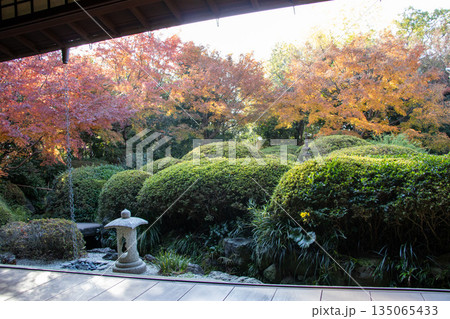 丈山苑 日本庭園 紅葉 135065433