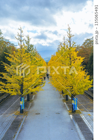 橋の上から望むあづま総合運動公園のいちょう並木 135065491