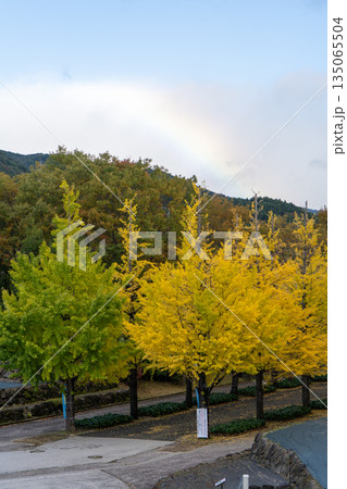 あづま総合運動公園のイチョウ並木と虹 135065504