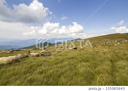 Herd of farm sheep grazing on green mountain pasture. Herd of farm sheep grazing on green mountain pasture. 135065643